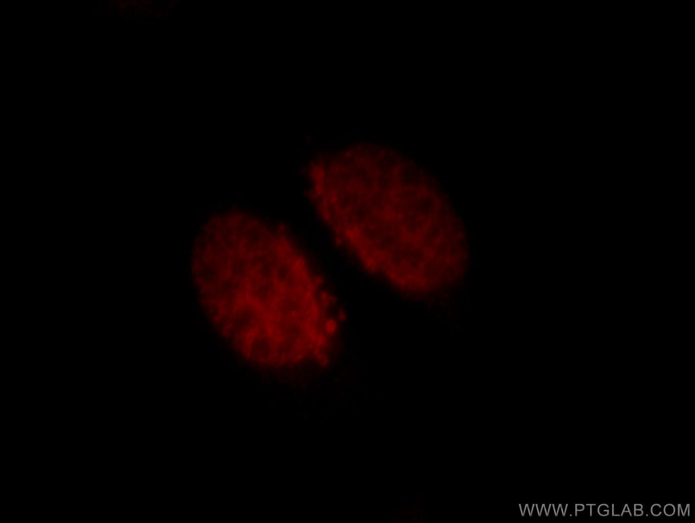 Immunofluorescence (IF) / fluorescent staining of HepG2 cells using CUX1 Polyclonal antibody (11733-1-AP)