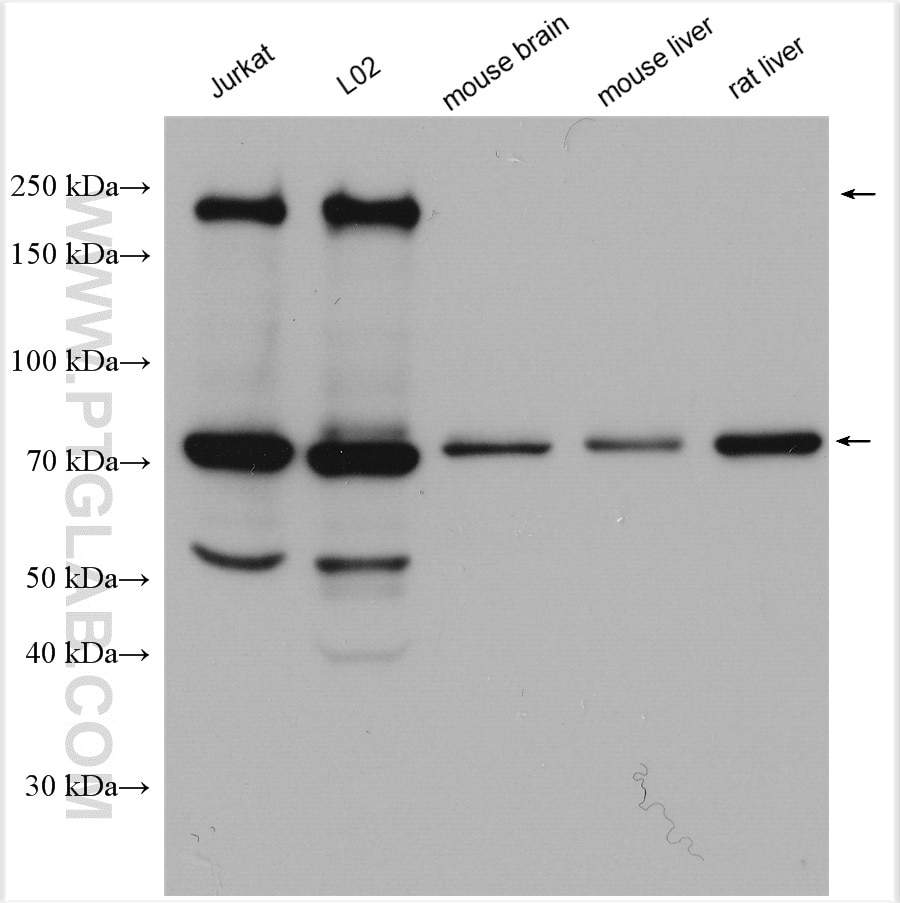 WB analysis using 11733-1-AP