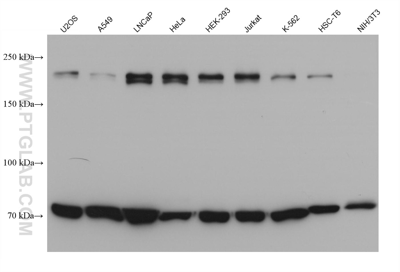 Western Blot (WB) analysis of various lysates using CUX1 Monoclonal antibody (68449-1-Ig)