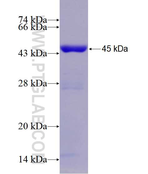 CUX1 fusion protein Ag28528 SDS-PAGE