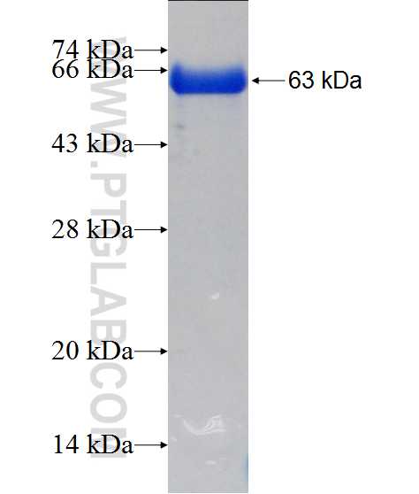 CUX1 fusion protein Ag2335 SDS-PAGE