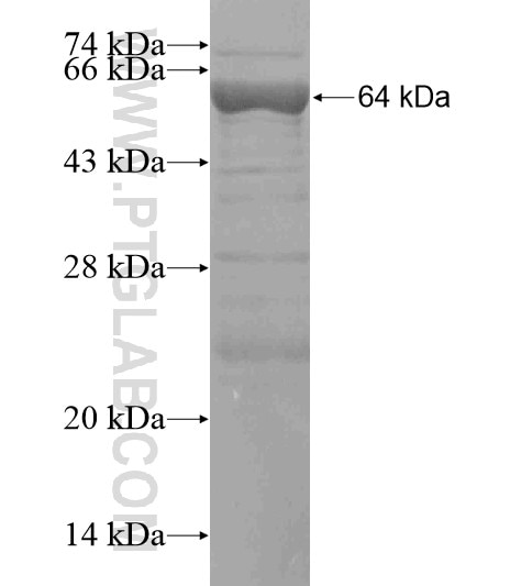 CUX2 fusion protein Ag18809 SDS-PAGE