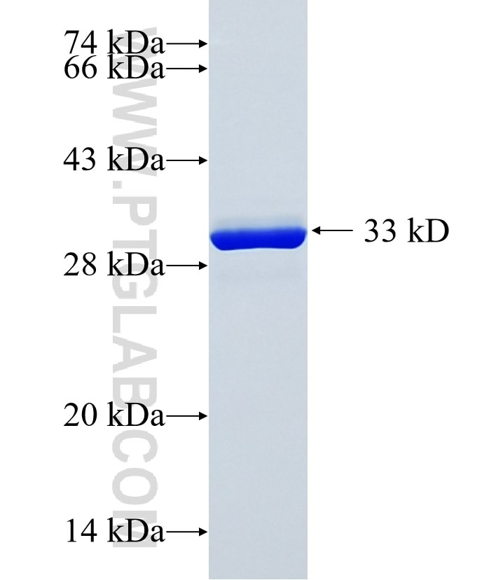 CUZD1 fusion protein Ag24335 SDS-PAGE