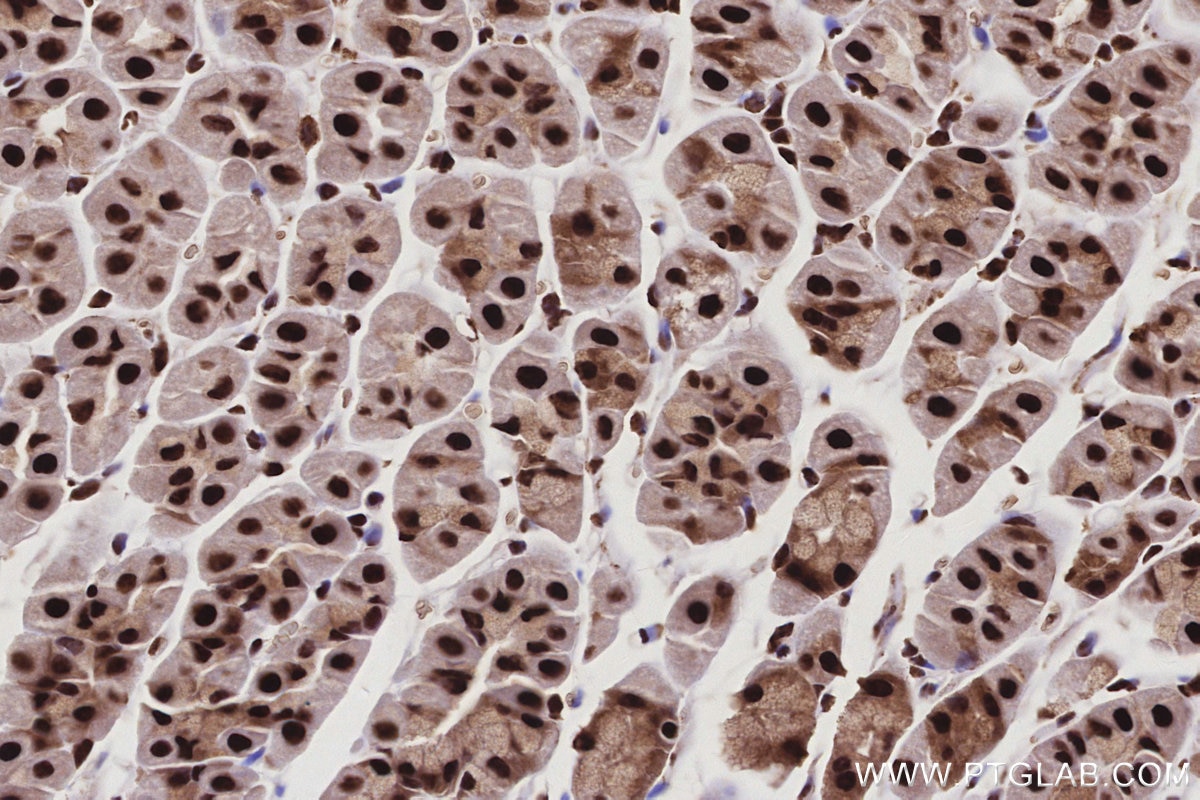 Immunohistochemistry (IHC) staining of mouse stomach tissue using CWC15 Polyclonal antibody (25293-1-AP)