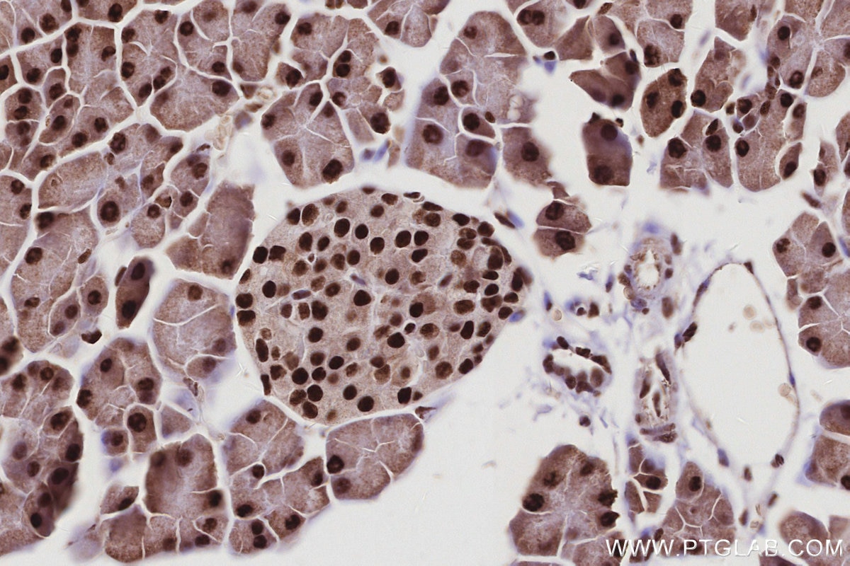 Immunohistochemistry (IHC) staining of mouse pancreas tissue using CWC15 Polyclonal antibody (25293-1-AP)