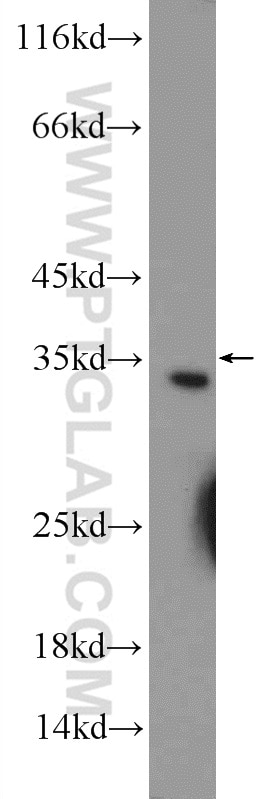 Western Blot (WB) analysis of mouse heart tissue using CWC15 Polyclonal antibody (25293-1-AP)