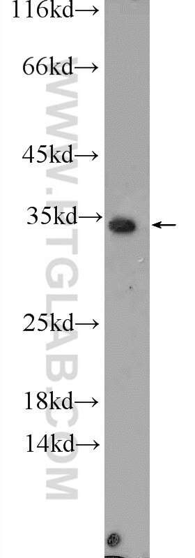 Western Blot (WB) analysis of mouse testis tissue using CWC15 Polyclonal antibody (25293-1-AP)