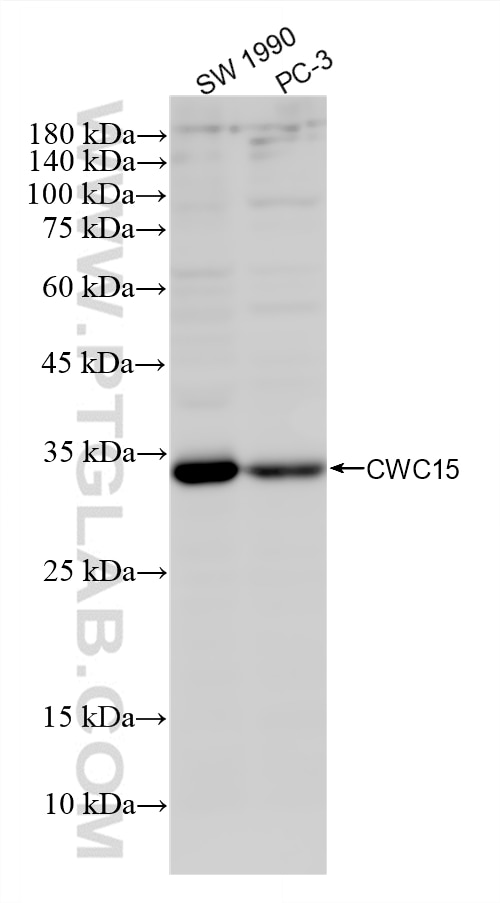 Western Blot (WB) analysis of various lysates using CWC15 Recombinant monoclonal antibody (87890-1-RR)