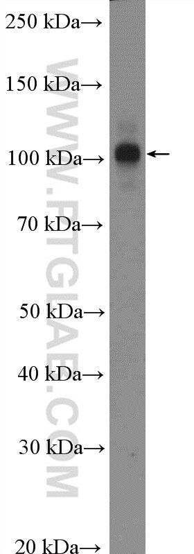 Western Blot (WB) analysis of A549 cells using CWC22 Polyclonal antibody (26898-1-AP)