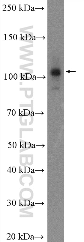 Western Blot (WB) analysis of HepG2 cells using CWC22 Polyclonal antibody (26898-1-AP)