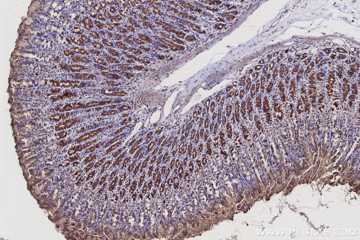 Immunohistochemistry (IHC) staining of rat stomach tissue using CWF19L1 Polyclonal antibody (31700-1-AP)