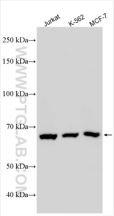 Western Blot (WB) analysis of various lysates using CWF19L1 Polyclonal antibody (31700-1-AP)