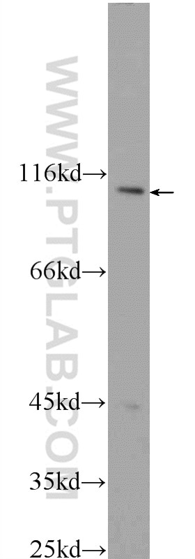 Western Blot (WB) analysis of HEK-293 cells using CWF19L2 Polyclonal antibody (24872-1-AP)