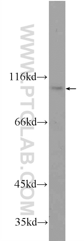 Western Blot (WB) analysis of Jurkat cells using CWF19L2 Polyclonal antibody (24872-1-AP)