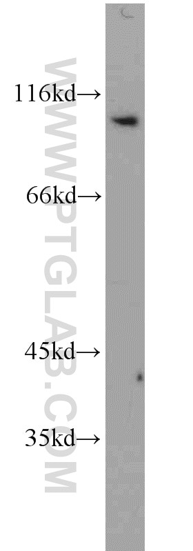 Western Blot (WB) analysis of PC-3 cells using CX3CL1 Polyclonal antibody (10108-2-AP)