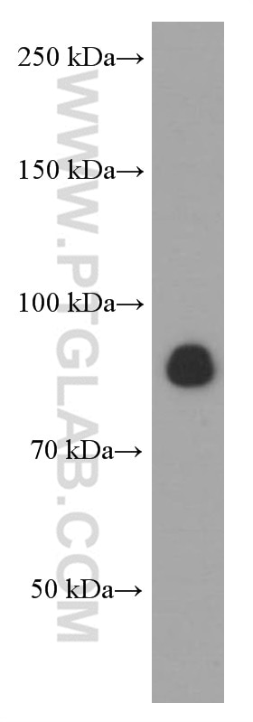 Western Blot (WB) analysis of PC-3 cells using CX3CL1 Monoclonal antibody (60339-1-Ig)