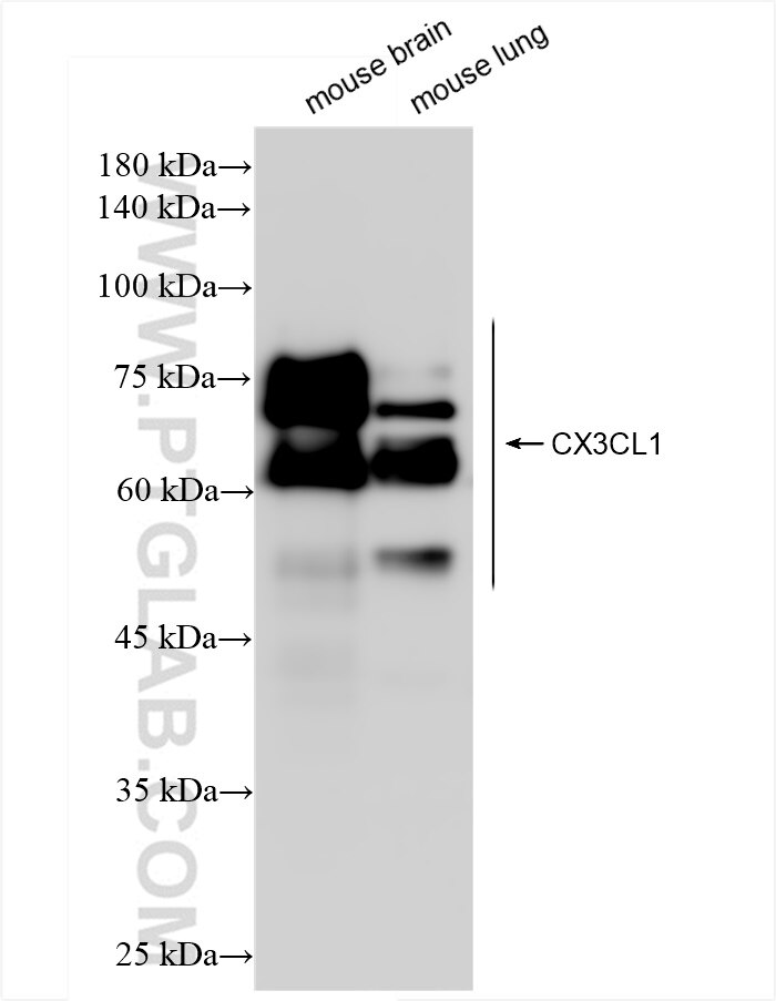 Western Blot (WB) analysis of various lysates using CX3CL1 Recombinant antibody (83738-5-RR)
