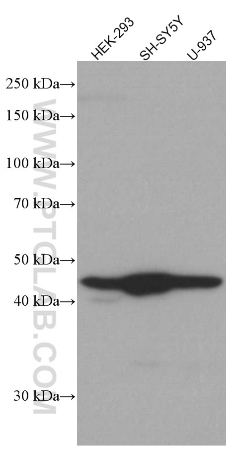 Western Blot (WB) analysis of various lysates using CX3CR1 Monoclonal antibody (66915-1-Ig)