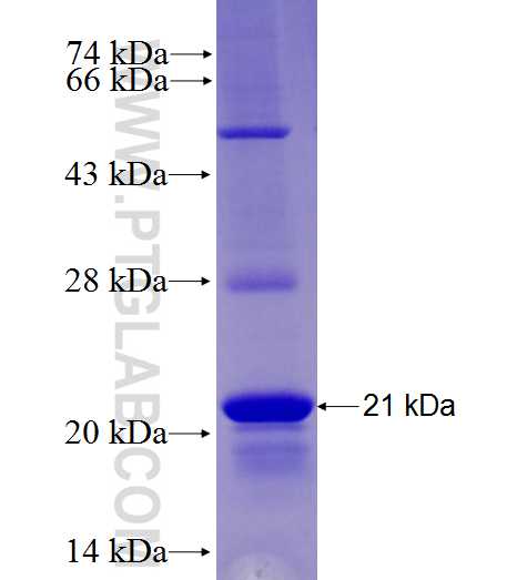 CX3CR1 fusion protein Ag27698 SDS-PAGE