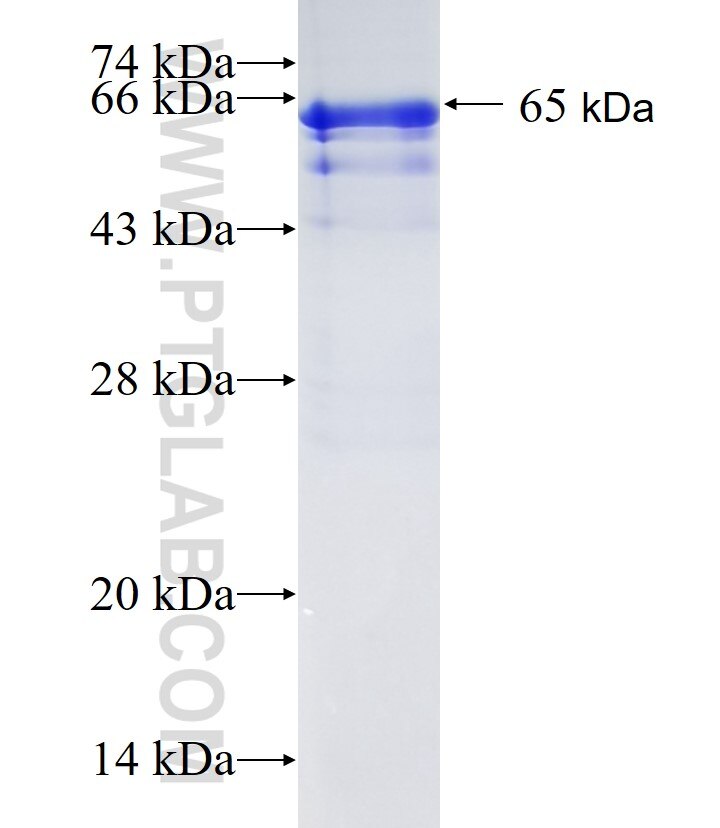 CXADR fusion protein Ag34346 SDS-PAGE