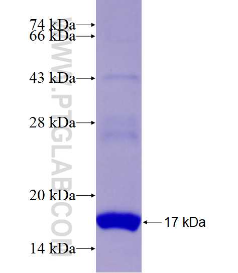 CXCL1 fusion protein Ag16761 SDS-PAGE
