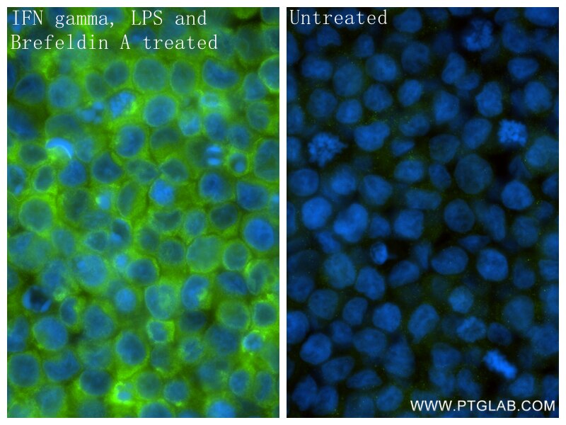Immunofluorescence (IF) / fluorescent staining of THP-1 cells using CXCL10/IP-10 Recombinant monoclonal antibody (85307-2-RR)