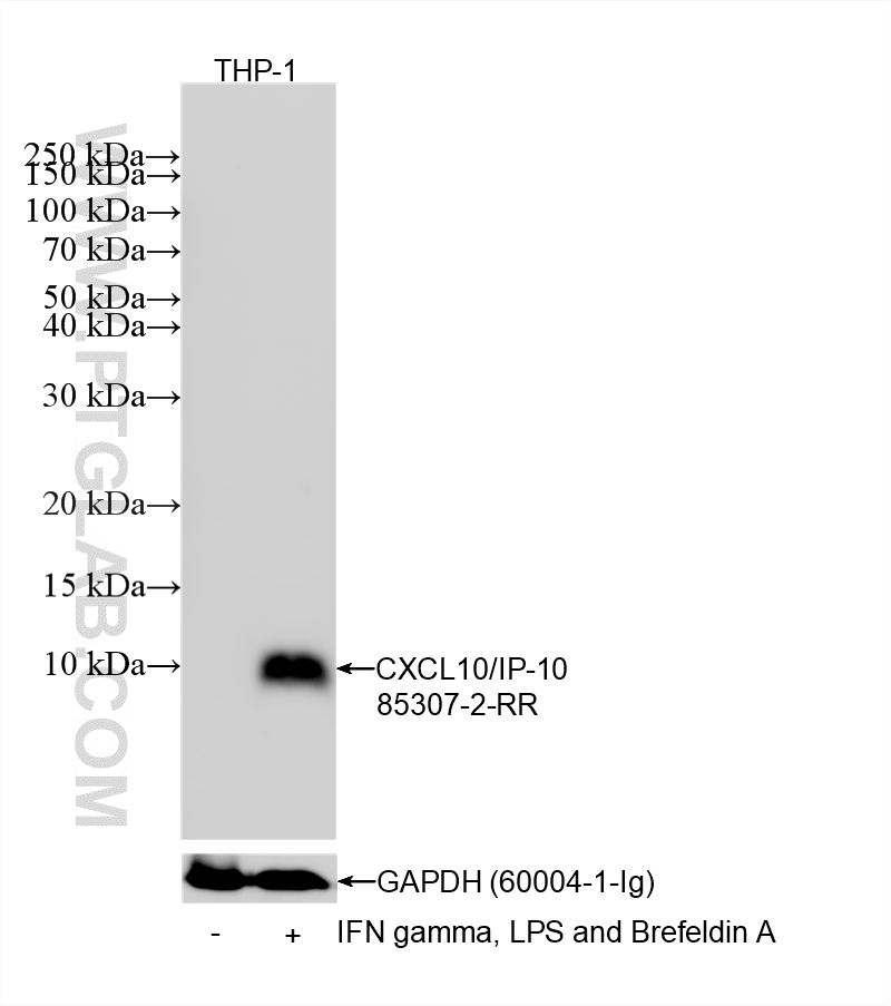 WB analysis of THP-1 using 85307-2-RR Western Blot (WB) analysis of THP-1 cells using CXCL10/IP-10 Recombinant monoclonal antibody (85307-2-RR)
