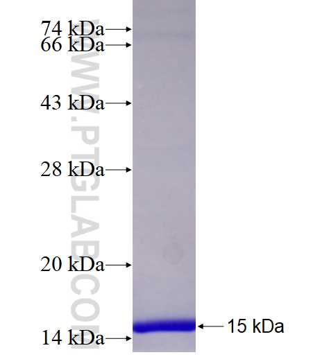 CXCL10 fusion protein Ag26139 SDS-PAGE