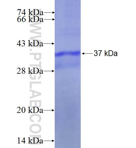 CXCL10 fusion protein Ag1369 SDS-PAGE