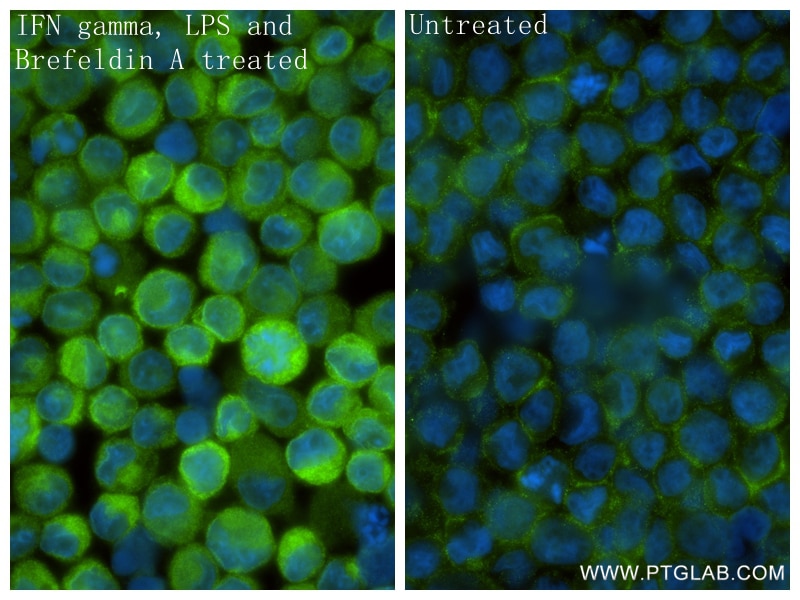 Immunofluorescence (IF) / fluorescent staining of THP-1 cells using CXCL10/IP-10 Recombinant antibody (85307-1-RR)