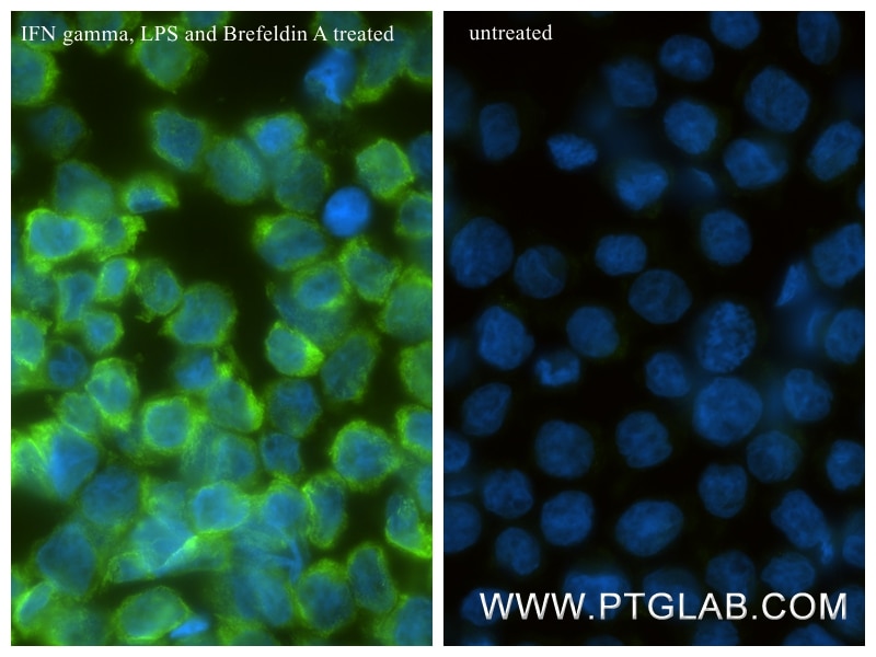Immunofluorescence (IF) / fluorescent staining of THP-1 cells using CXCL10/IP-10 Recombinant monoclonal antibody (85307-1-RR)