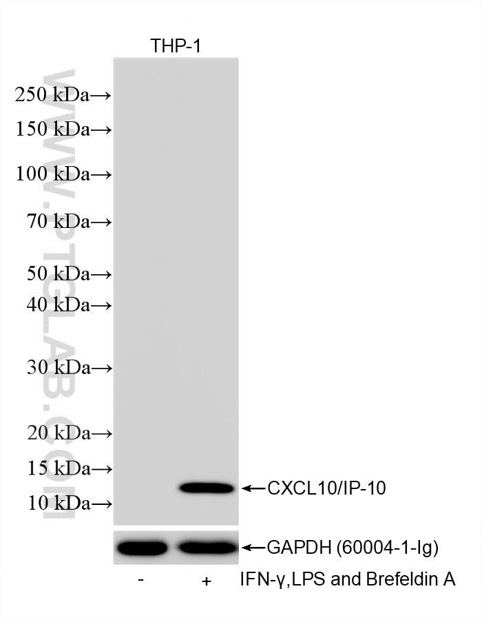 Western Blot (WB) analysis of various lysates using CXCL10/IP-10 Recombinant monoclonal antibody (85307-1-RR)