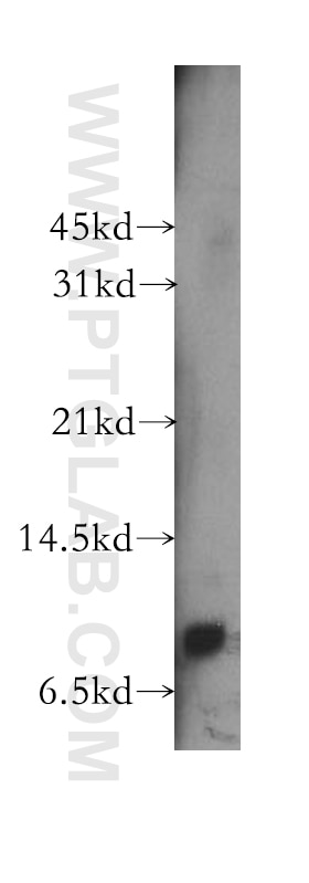 CXCL11 Polyclonal antibody