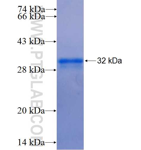CXCL11 fusion protein Ag1087 SDS-PAGE