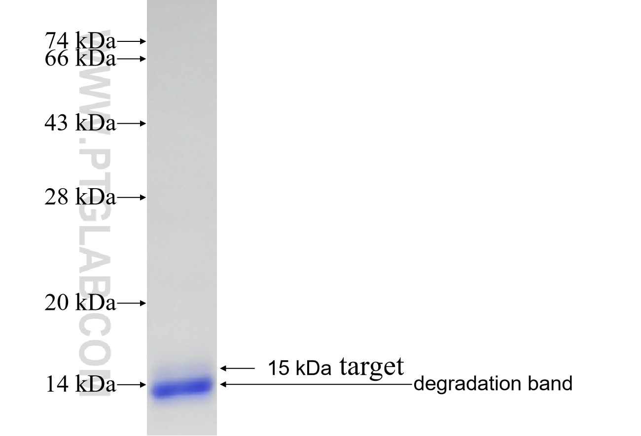 CXCL12 fusion protein Ag11353 SDS-PAGE