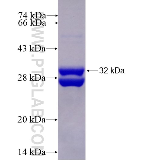 CXCL12 fusion protein Ag11379 SDS-PAGE