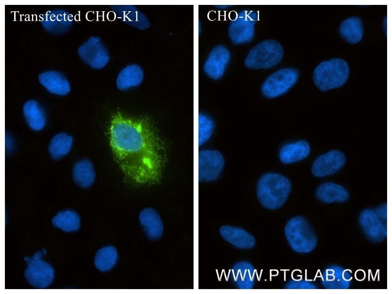 Immunofluorescence (IF) / fluorescent staining of Transfected CHO-K1 using CXCL12/SDF-1 Recombinant monoclonal antibody (87669-1-RR)