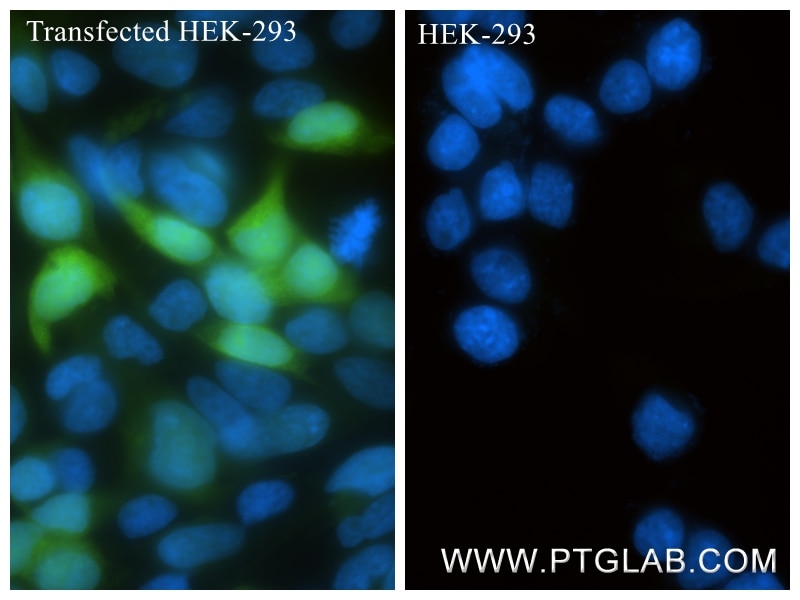 Immunofluorescence (IF) / fluorescent staining of Transfected HEK-293 cells using CXCL12/SDF-1 Recombinant monoclonal antibody (87669-1-RR)