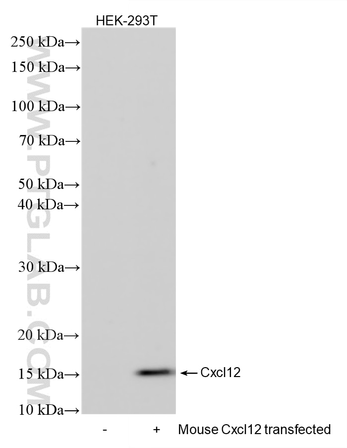 Western Blot (WB) analysis of various lysates using CXCL12/SDF-1 Recombinant monoclonal antibody (87669-1-RR)