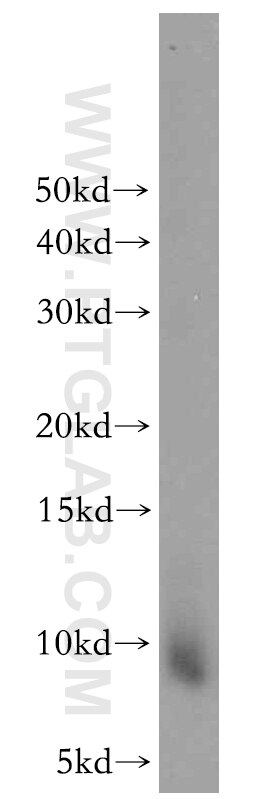 Western Blot (WB) analysis of human placenta tissue using CXCL13/BCA1 Polyclonal antibody (10927-1-AP)