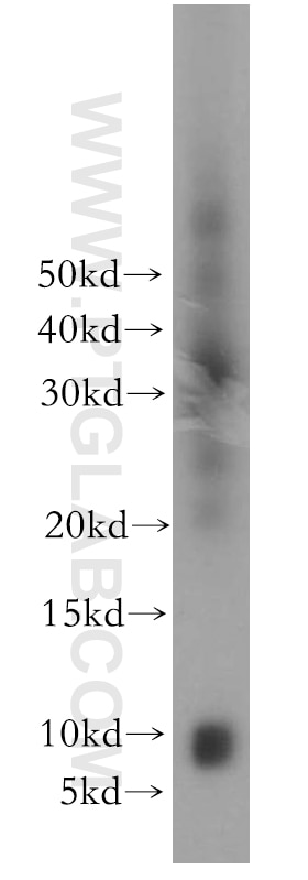 Western Blot (WB) analysis of human placenta tissue using CXCL13/BCA1 Polyclonal antibody (10927-1-AP)