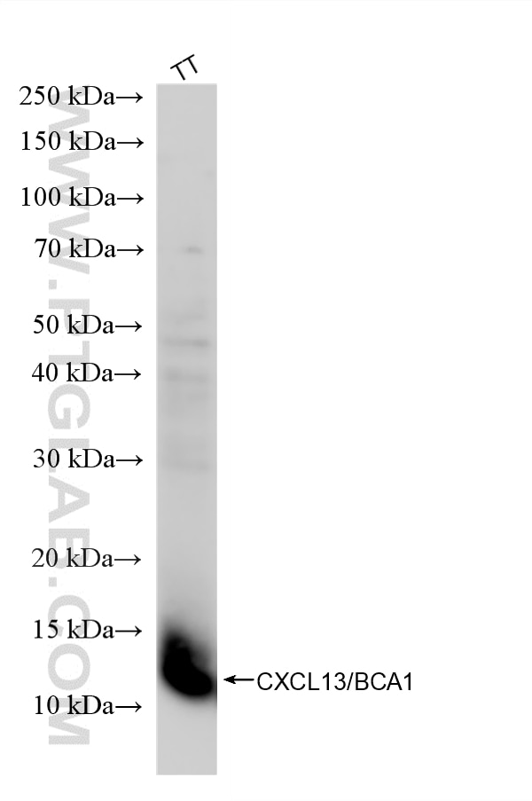 Western Blot (WB) analysis of TT cells using CXCL13/BCA1 Recombinant monoclonal antibody (87928-3-RR)