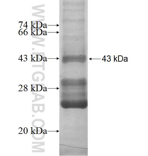 CXCL13 fusion protein Ag1358 SDS-PAGE