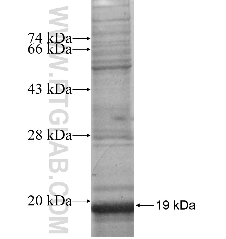 CXCL13 fusion protein Ag16801 SDS-PAGE