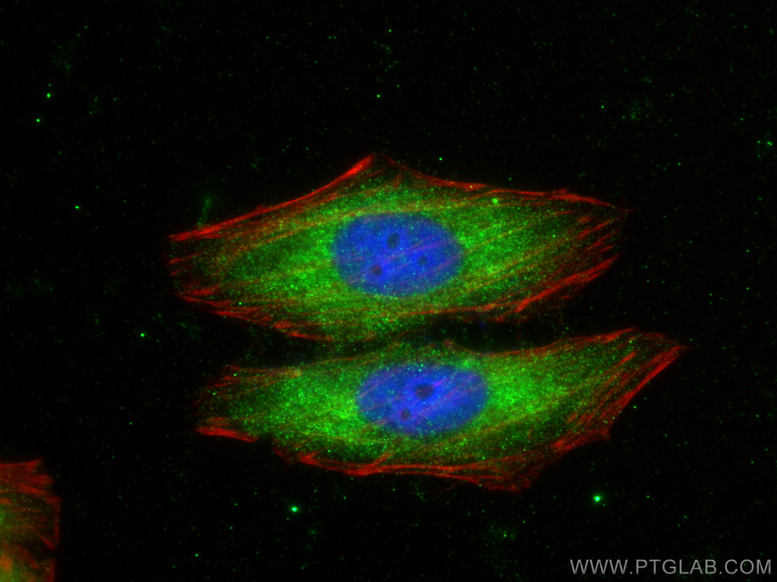 Immunofluorescence (IF) / fluorescent staining of HepG2 cells using CXCL14 Polyclonal antibody (10468-1-AP)