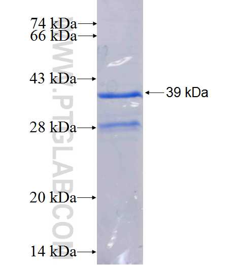 CXCL14 fusion protein Ag0747 SDS-PAGE