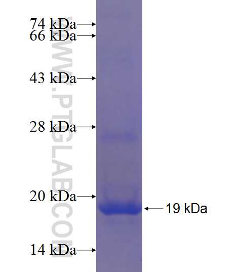 CXCL14 fusion protein Ag20536 SDS-PAGE