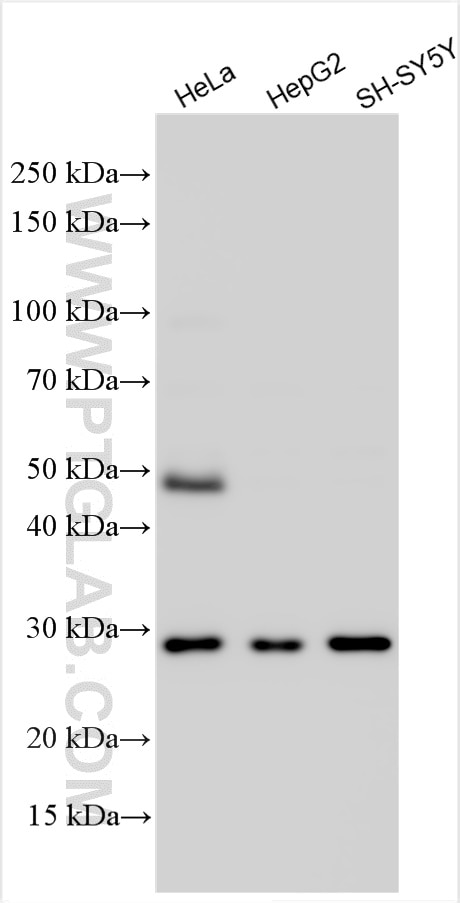 Western Blot (WB) analysis of various lysates using CXCL16 Polyclonal antibody (29589-1-AP)