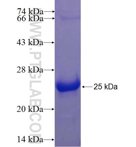 CXCL16 fusion protein Ag4883 SDS-PAGE