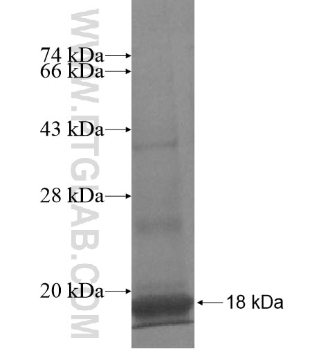 CXCL17 fusion protein Ag12516 SDS-PAGE